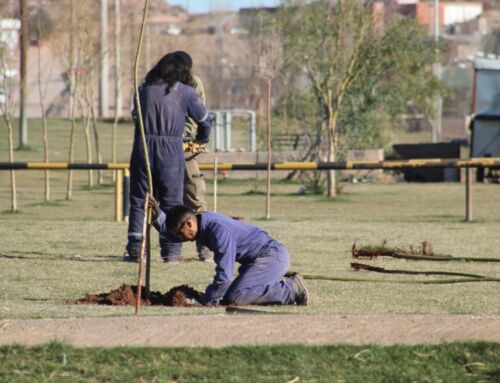FORESTACIÓN CON SAUCES HÍBRIDOS DEL VIVERO MUNICIPAL EN LA BICISENDA PAPA FRANCISCO