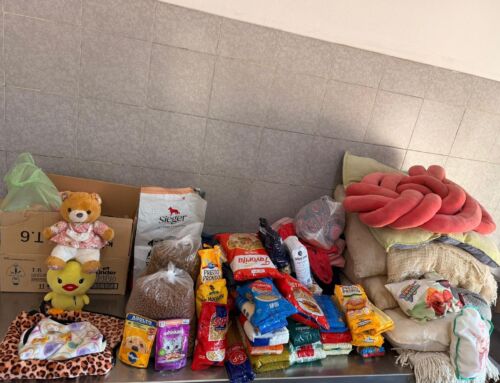 Zoonosis culminó con éxito el cine gratuito